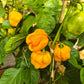 Habanero Tabaquite DER TOMATENFLÜSTERER