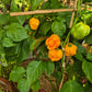 Habanero Tabaquite DER TOMATENFLÜSTERER