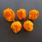 Habanero Tabaquite DER TOMATENFLÜSTERER