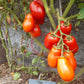 Heidi DER TOMATENFLÜSTERER
