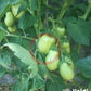 Heidi DER TOMATENFLÜSTERER