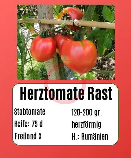 Herztomate Rast DER TOMATENFLÜSTERER