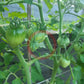 Herztomate Rast DER TOMATENFLÜSTERER