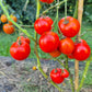 Hildegard af Bingen DER TOMATENFLÜSTERER