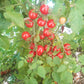 Humboldtii DER TOMATENFLÜSTERER