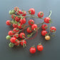 Humboldtii DER TOMATENFLÜSTERER