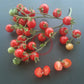 Humboldtii DER TOMATENFLÜSTERER