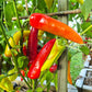 Hungarian Hot Wax DER TOMATENFLÜSTERER
