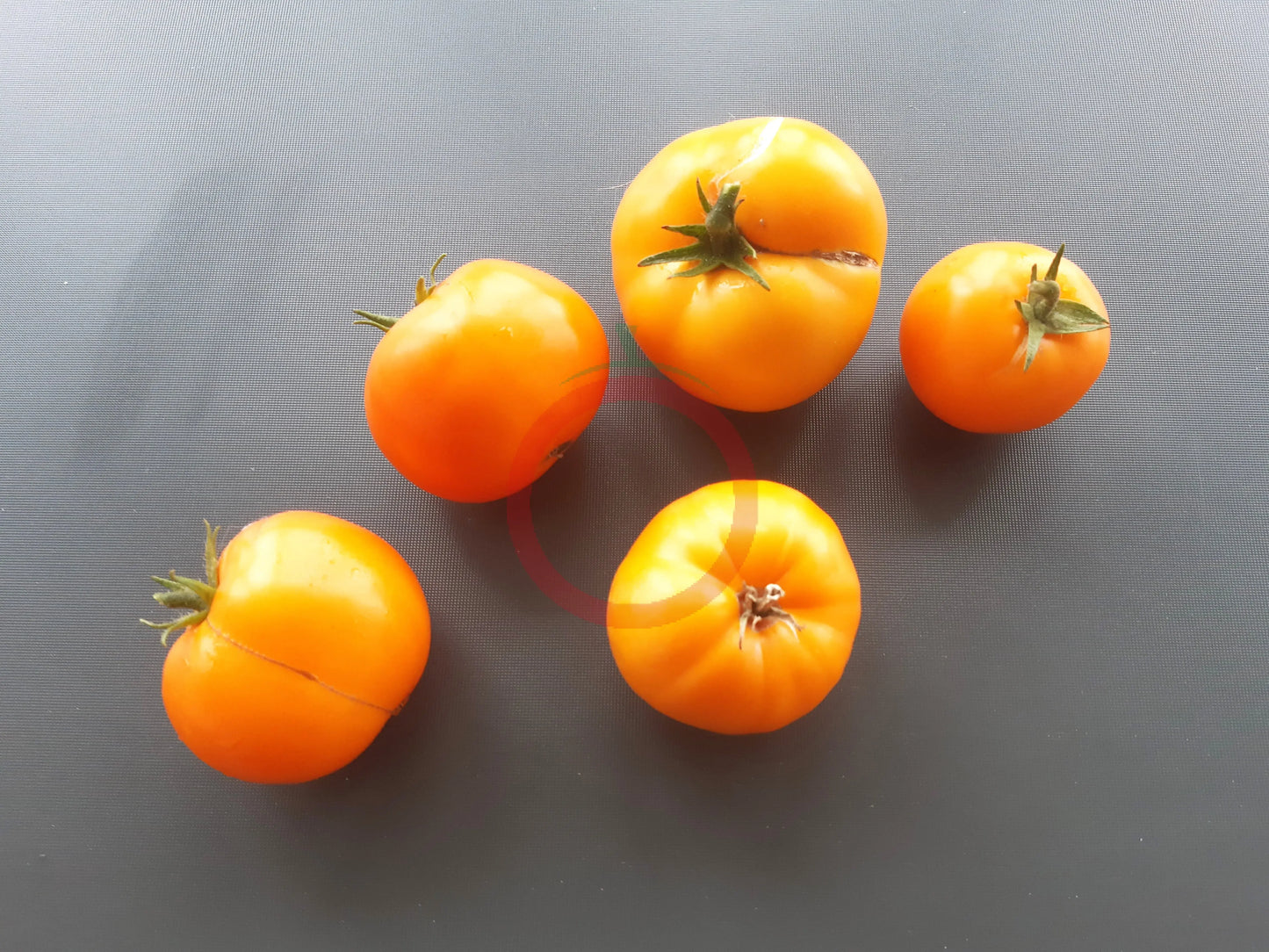 Husky Gold DER TOMATENFLÜSTERER