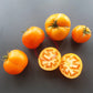 Husky Gold DER TOMATENFLÜSTERER