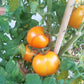 Husky Gold DER TOMATENFLÜSTERER