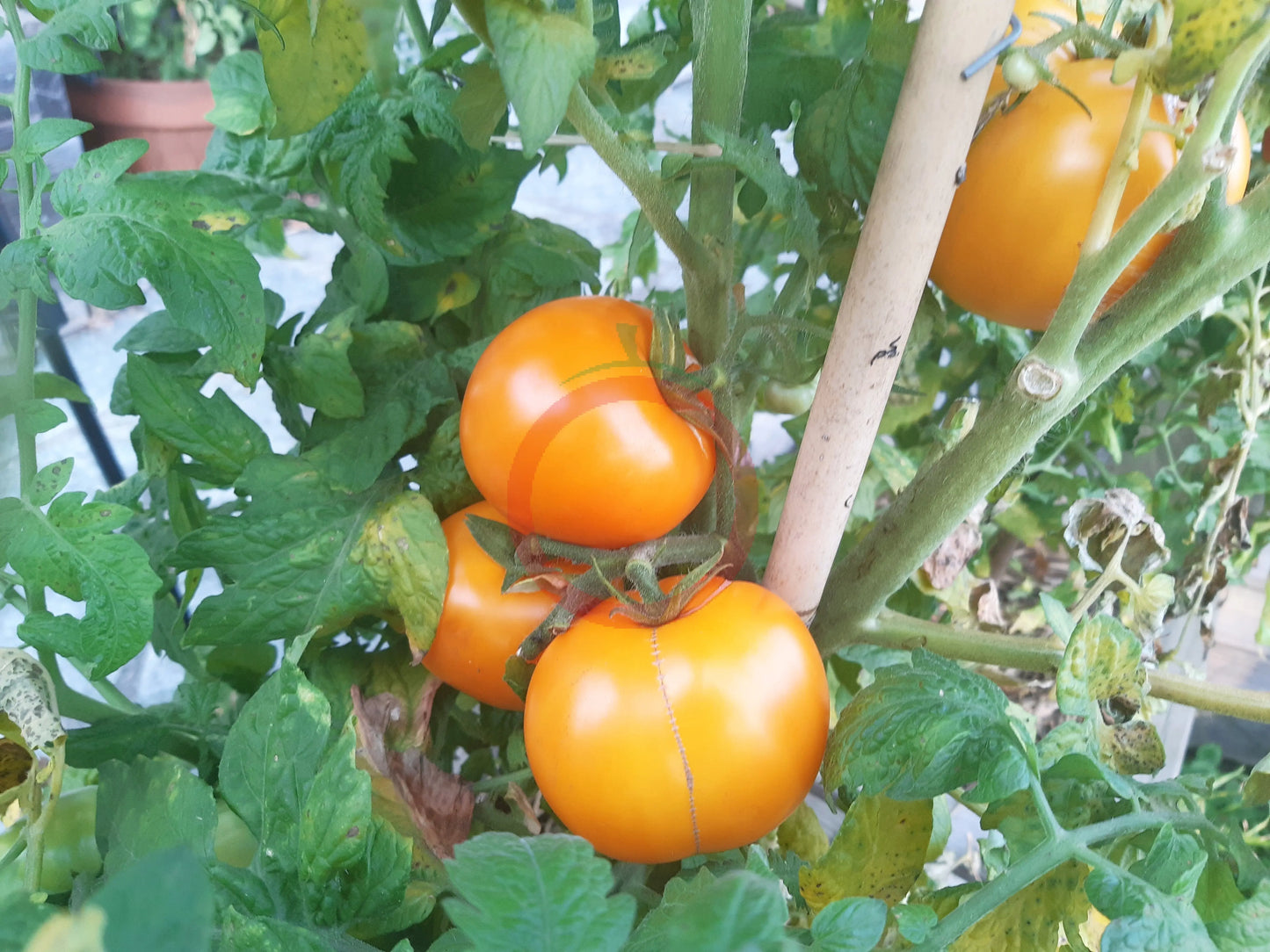 Husky Gold DER TOMATENFLÜSTERER