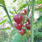 Ikra Chornaja DER TOMATENFLÜSTERER
