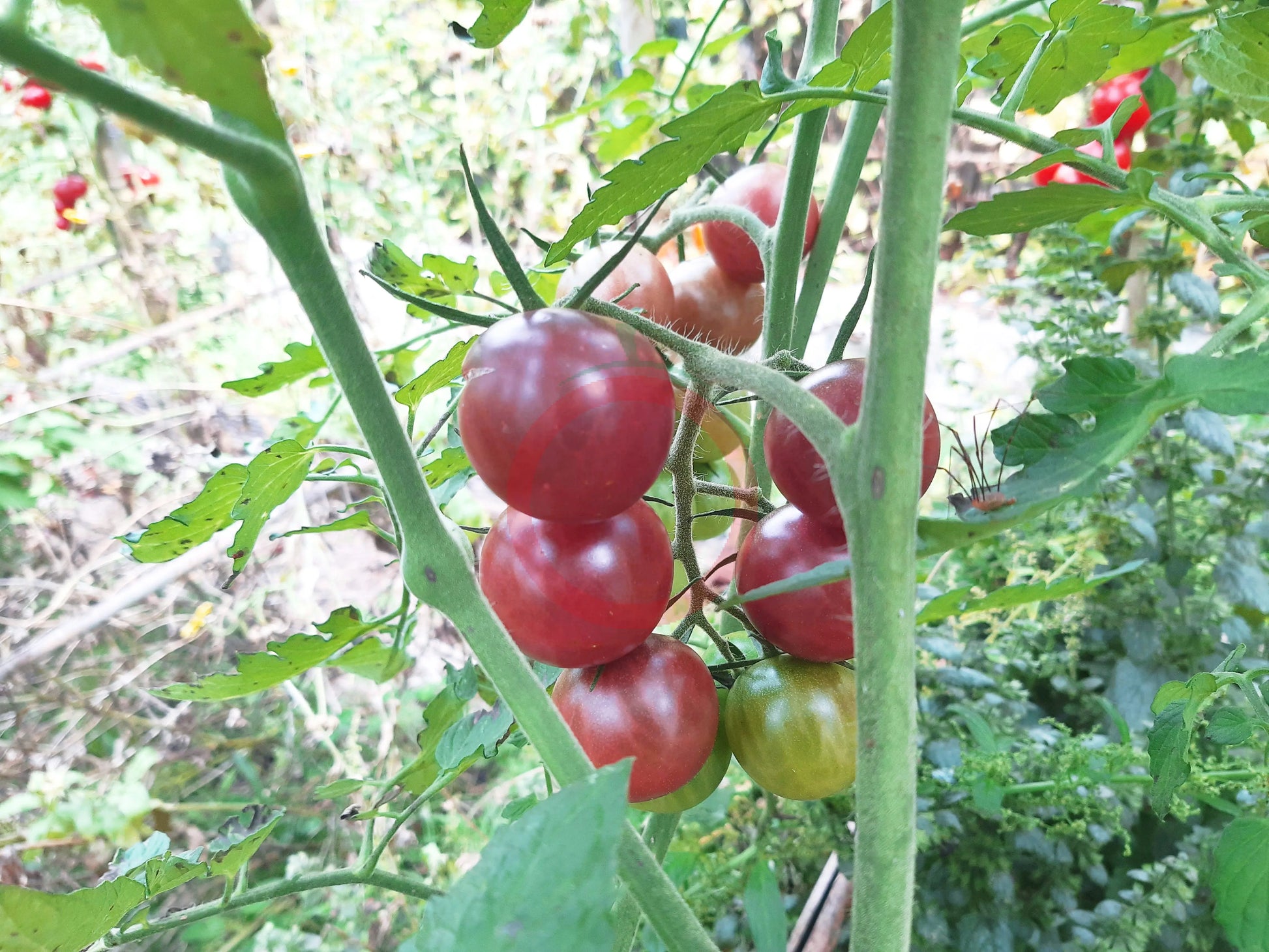 Ikra Chornaja DER TOMATENFLÜSTERER