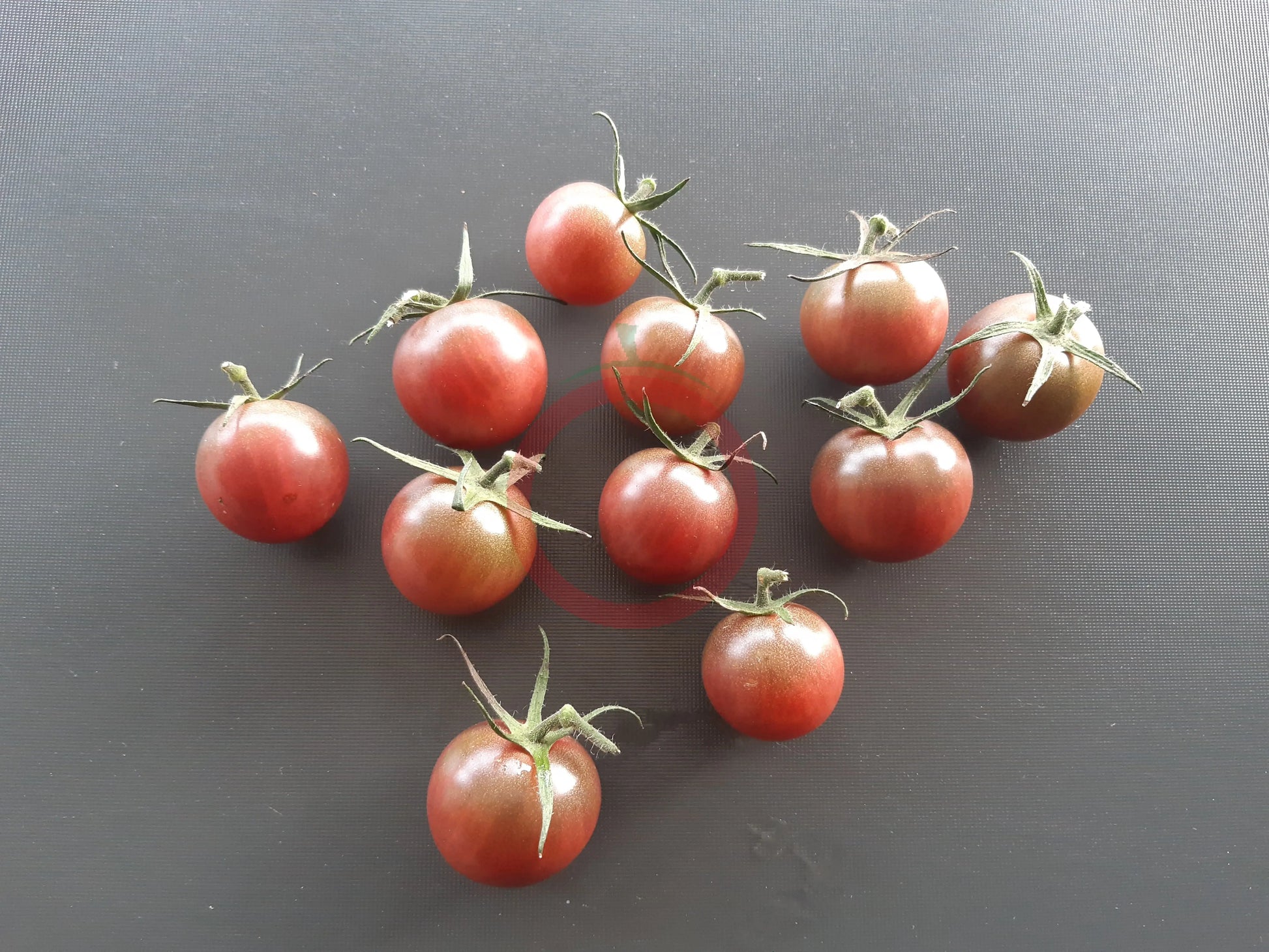 Ikra Chornaja DER TOMATENFLÜSTERER