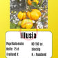 Illusia DER TOMATENFLÜSTERER