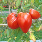 Inciardi Paste DER TOMATENFLÜSTERER