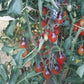 Indigo Pear Drops Pink DER TOMATENFLÜSTERER