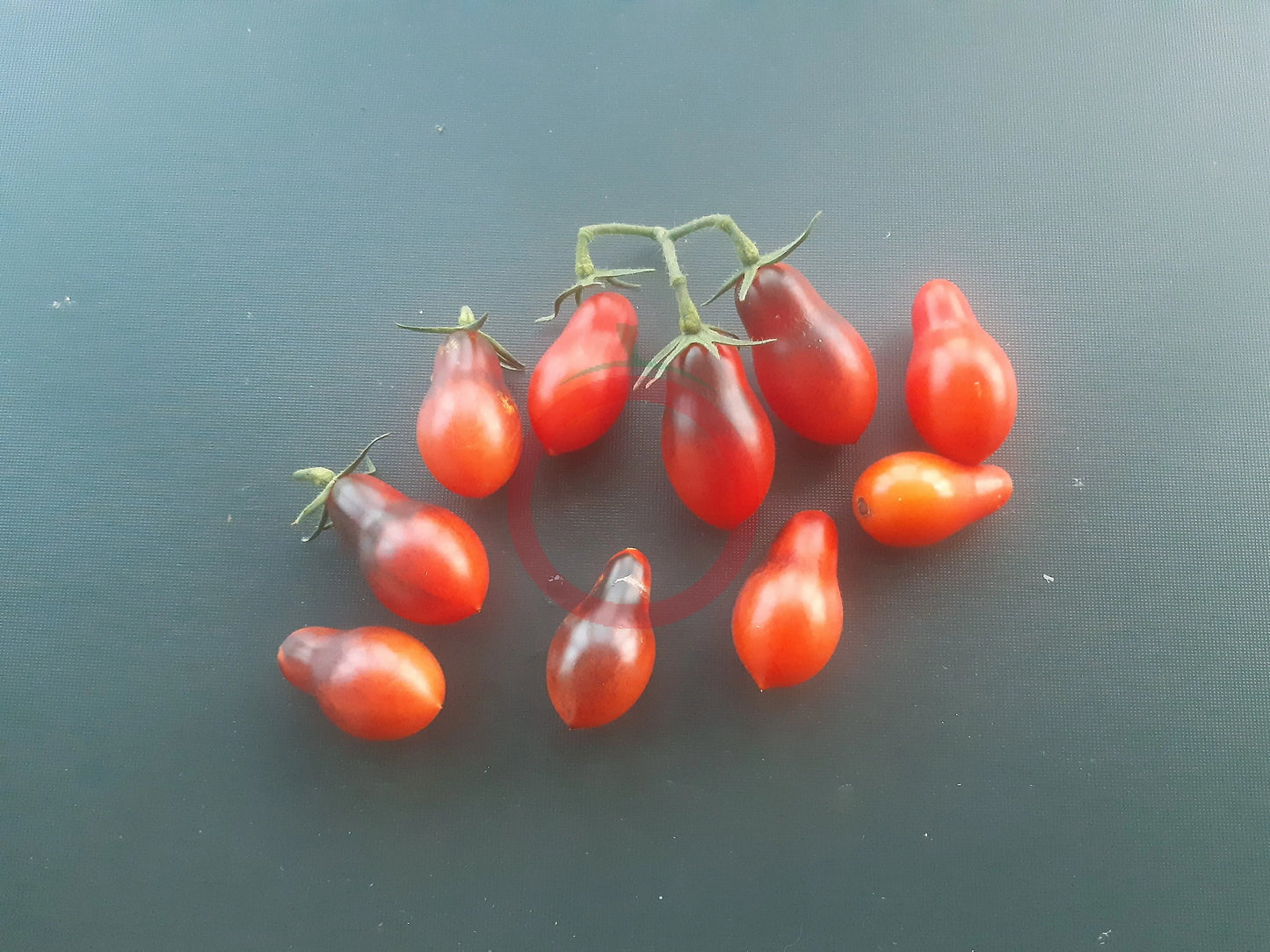 Indigo Pear Drops Pink DER TOMATENFLÜSTERER