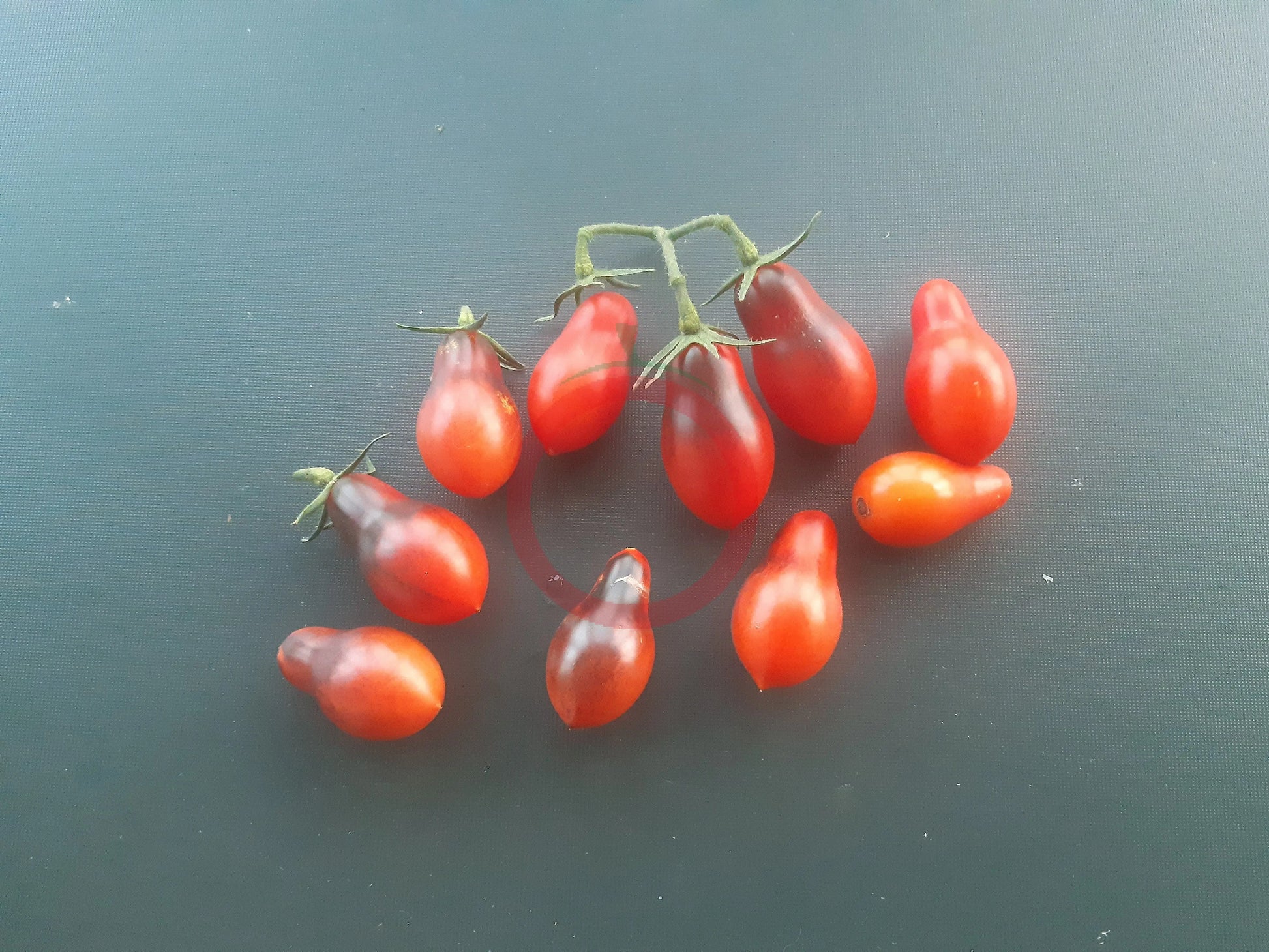 Indigo Pear Drops Pink DER TOMATENFLÜSTERER