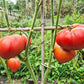 Inima de Bou Sat Baray Cluj DER TOMATENFLÜSTERER