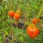 Iskusheniye DER TOMATENFLÜSTERER