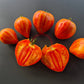Iskusheniye DER TOMATENFLÜSTERER