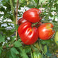 Italian Stallion DER TOMATENFLÜSTERER