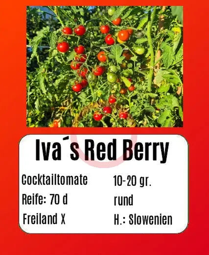 Iva´s Red Berry DER TOMATENFLÜSTERER