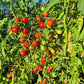 Iva´s Red Berry DER TOMATENFLÜSTERER