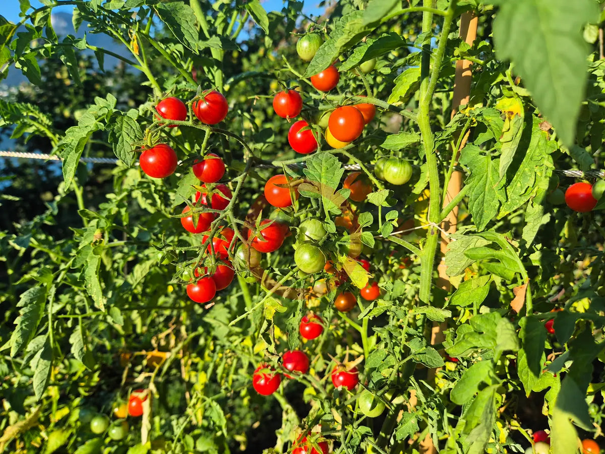 Iva´s Red Berry DER TOMATENFLÜSTERER