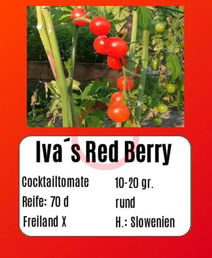 Iva´s Red Berry DER TOMATENFLÜSTERER