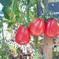 Ivan Kupala DER TOMATENFLÜSTERER
