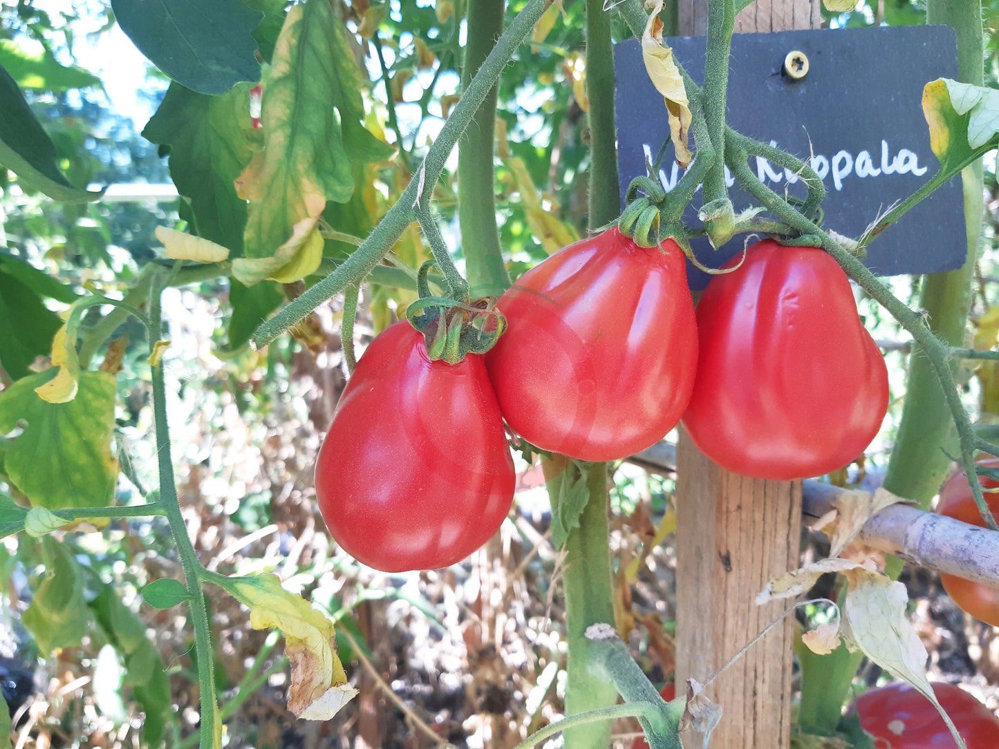 Ivan Kupala DER TOMATENFLÜSTERER