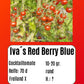 Ivas Red Berry Blue DER TOMATENFLÜSTERER