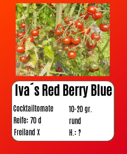 Ivas Red Berry Blue DER TOMATENFLÜSTERER