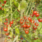 Ivas Red Berry Blue DER TOMATENFLÜSTERER
