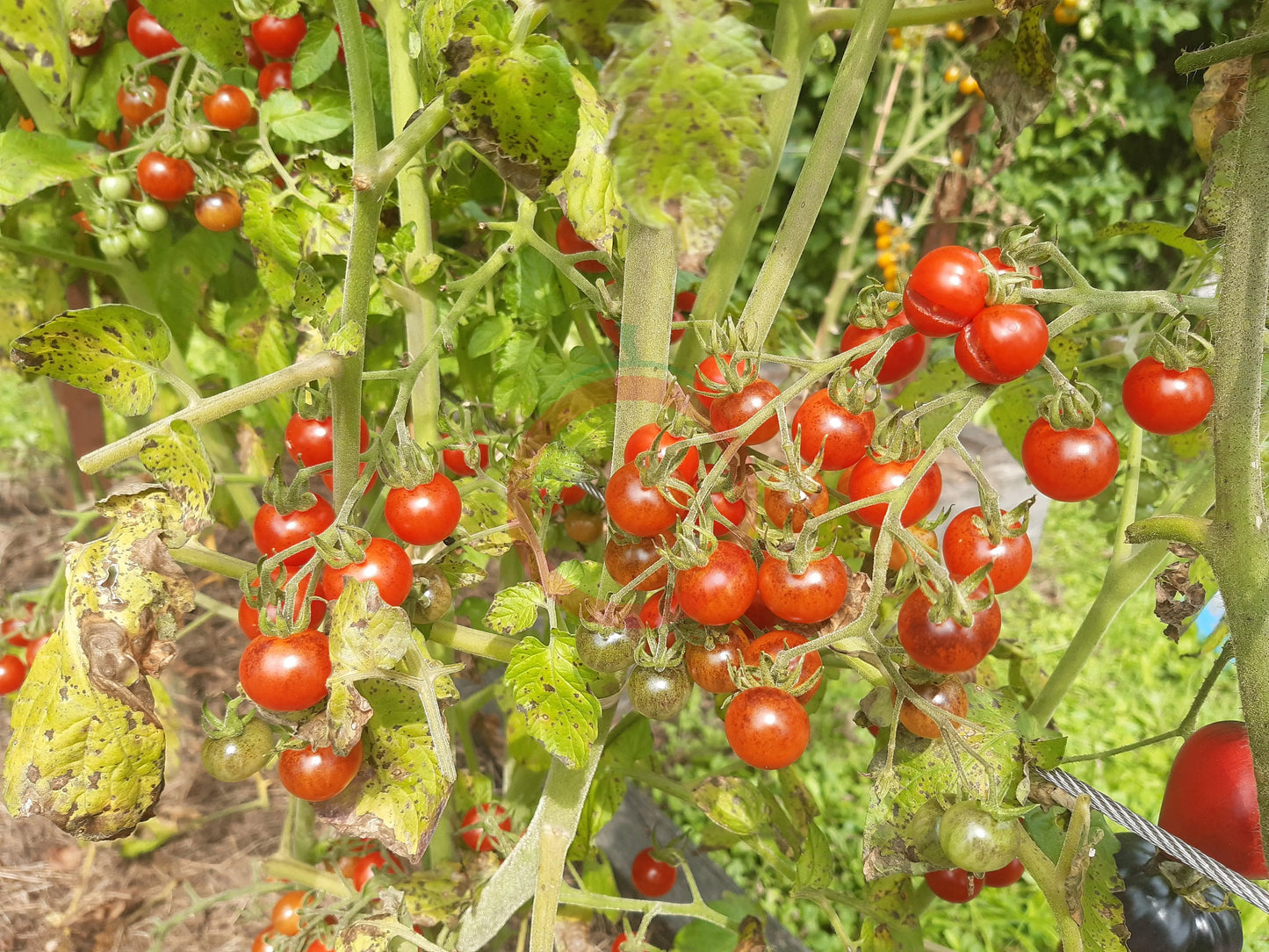 Ivas Red Berry Blue DER TOMATENFLÜSTERER