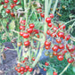 Ivas Red Berry Blue DER TOMATENFLÜSTERER