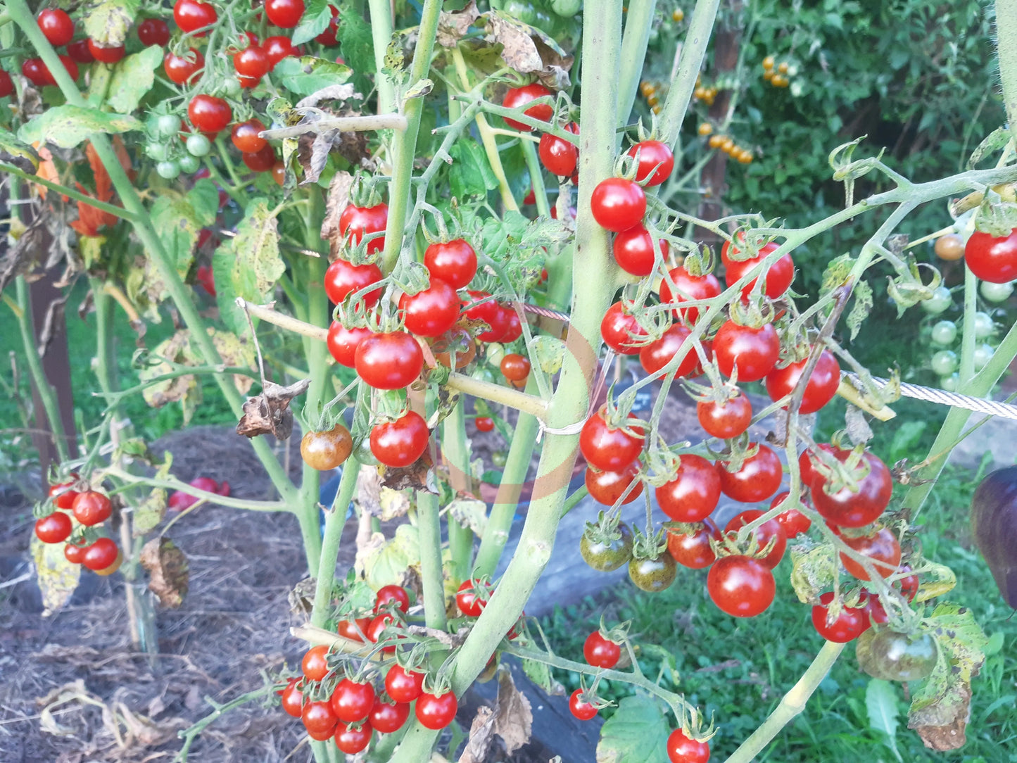 Ivas Red Berry Blue DER TOMATENFLÜSTERER