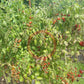 Ivas Red Berry Blue DER TOMATENFLÜSTERER