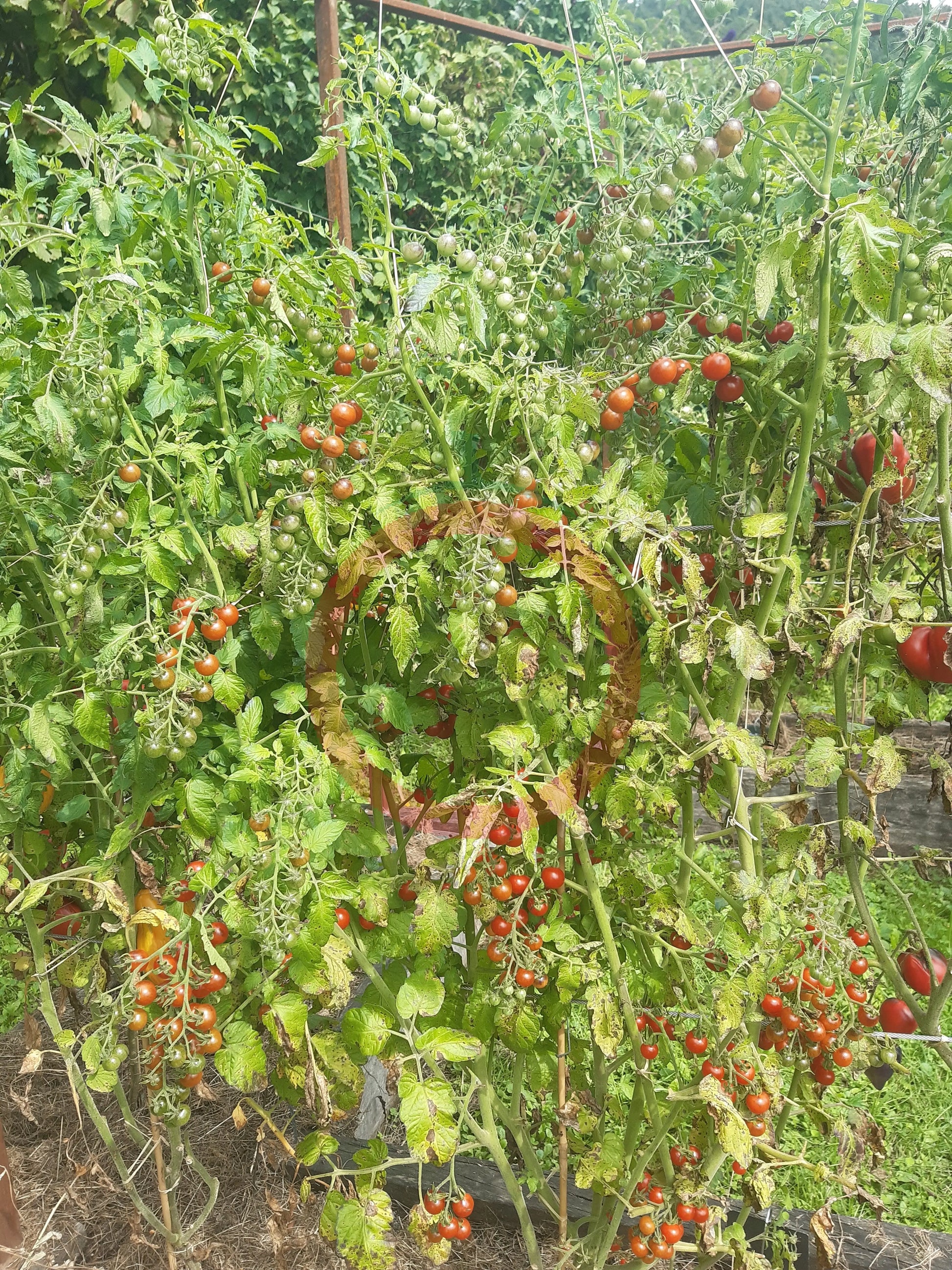 Ivas Red Berry Blue DER TOMATENFLÜSTERER