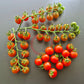 Ivas Red Berry Blue DER TOMATENFLÜSTERER
