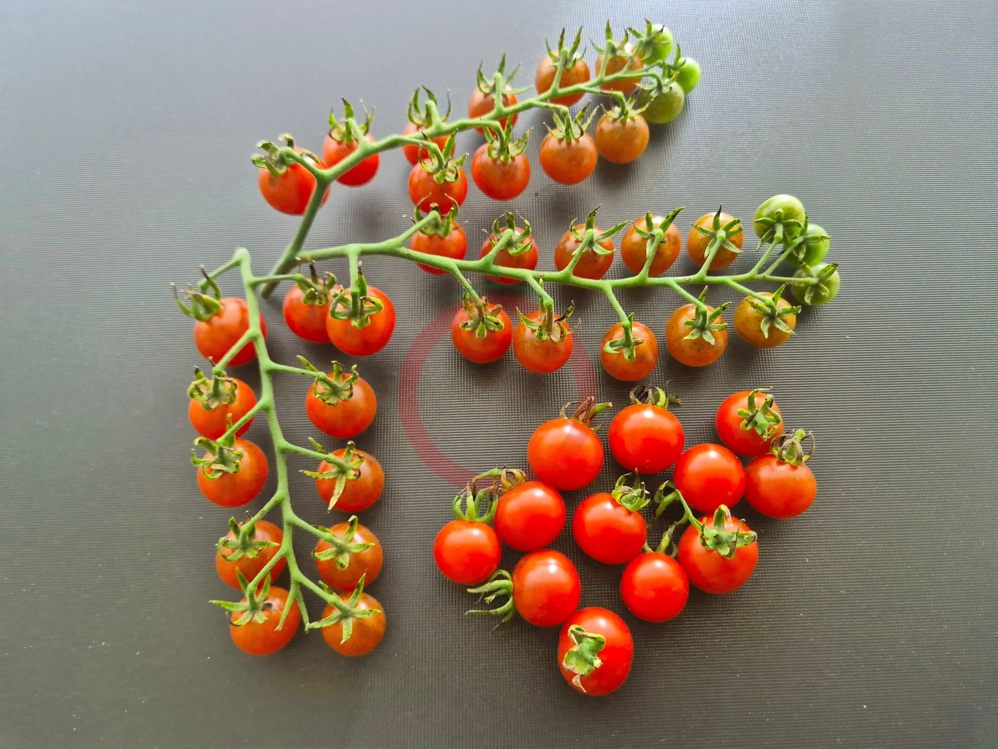 Ivas Red Berry Blue DER TOMATENFLÜSTERER