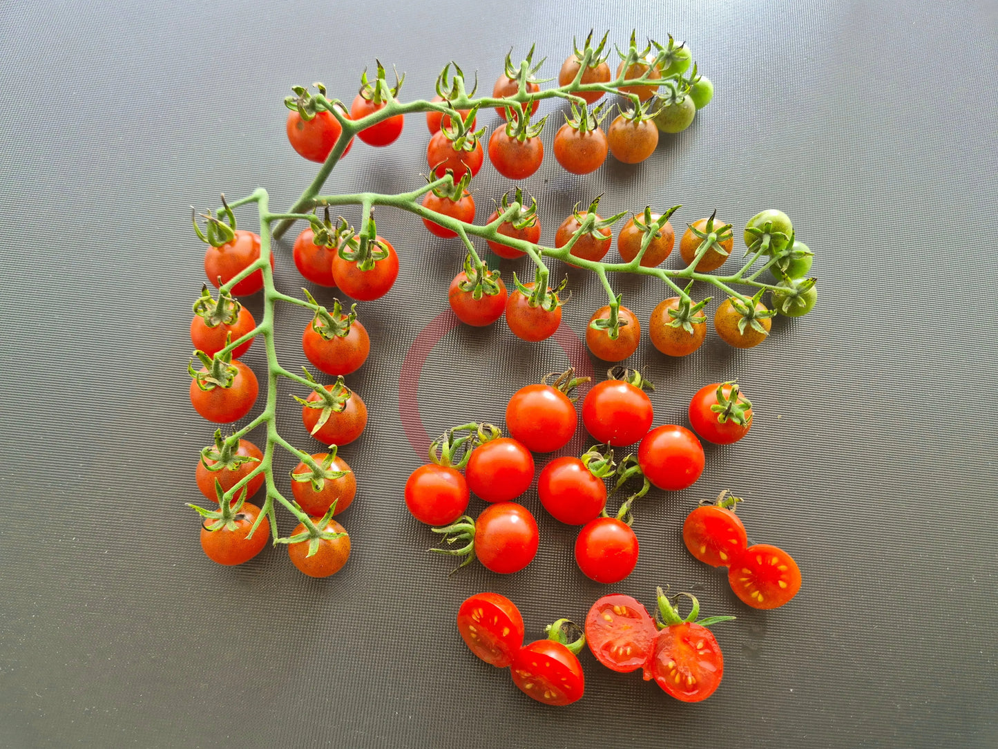 Ivas Red Berry Blue DER TOMATENFLÜSTERER