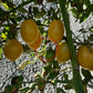 Ivory Egg DER TOMATENFLÜSTERER