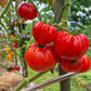 Jabucar Velika Plana DER TOMATENFLÜSTERER