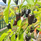 Jalapeno Black Marrocan DER TOMATENFLÜSTERER