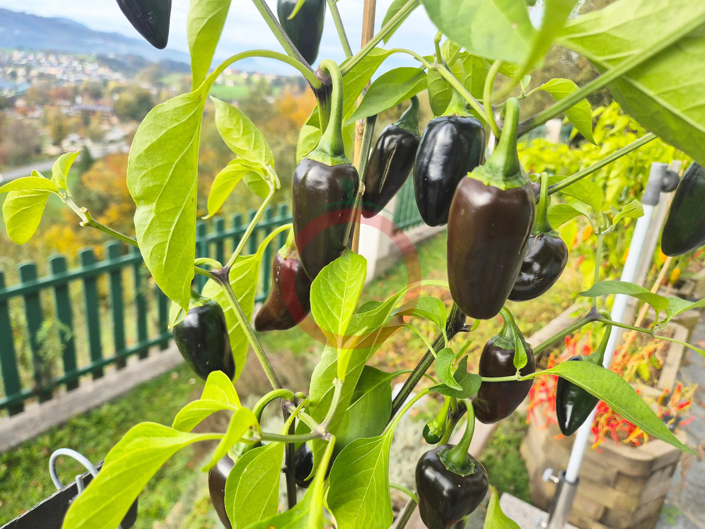 Jalapeno Black Marrocan DER TOMATENFLÜSTERER
