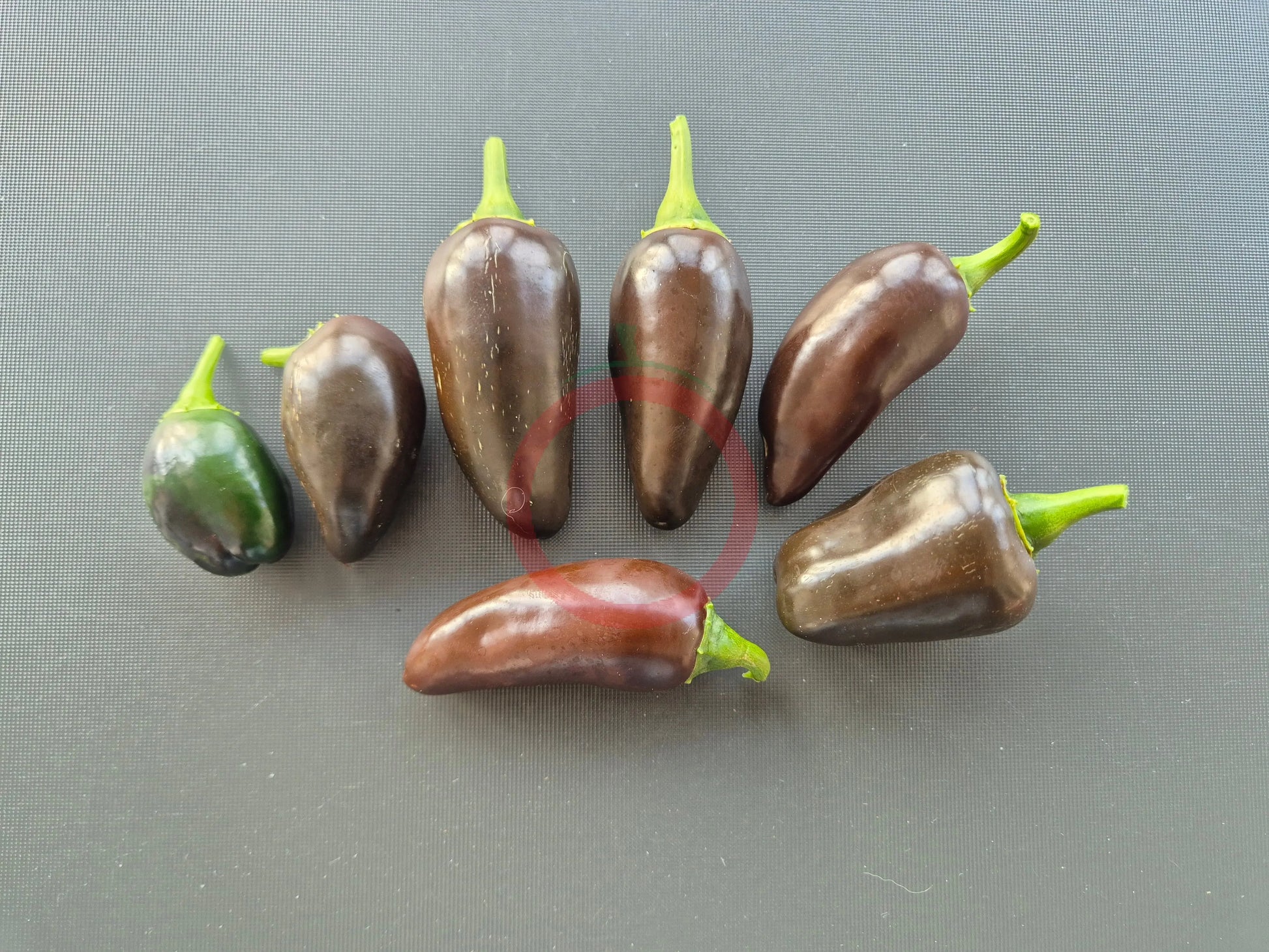 Jalapeno Black Marrocan DER TOMATENFLÜSTERER